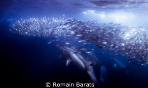 sardine run by Romain Barats 